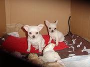 Good Looking male and female Chihuahua Puppies for Adoption