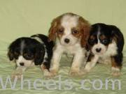 Cavalier king Charles spaniel puppies for adoption 